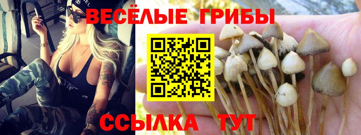 Псилоцибиновые грибы Psilocybe  Вход с VPN  Волгодонск  Галлюциногенные грибы GOLDEN TEACHER 